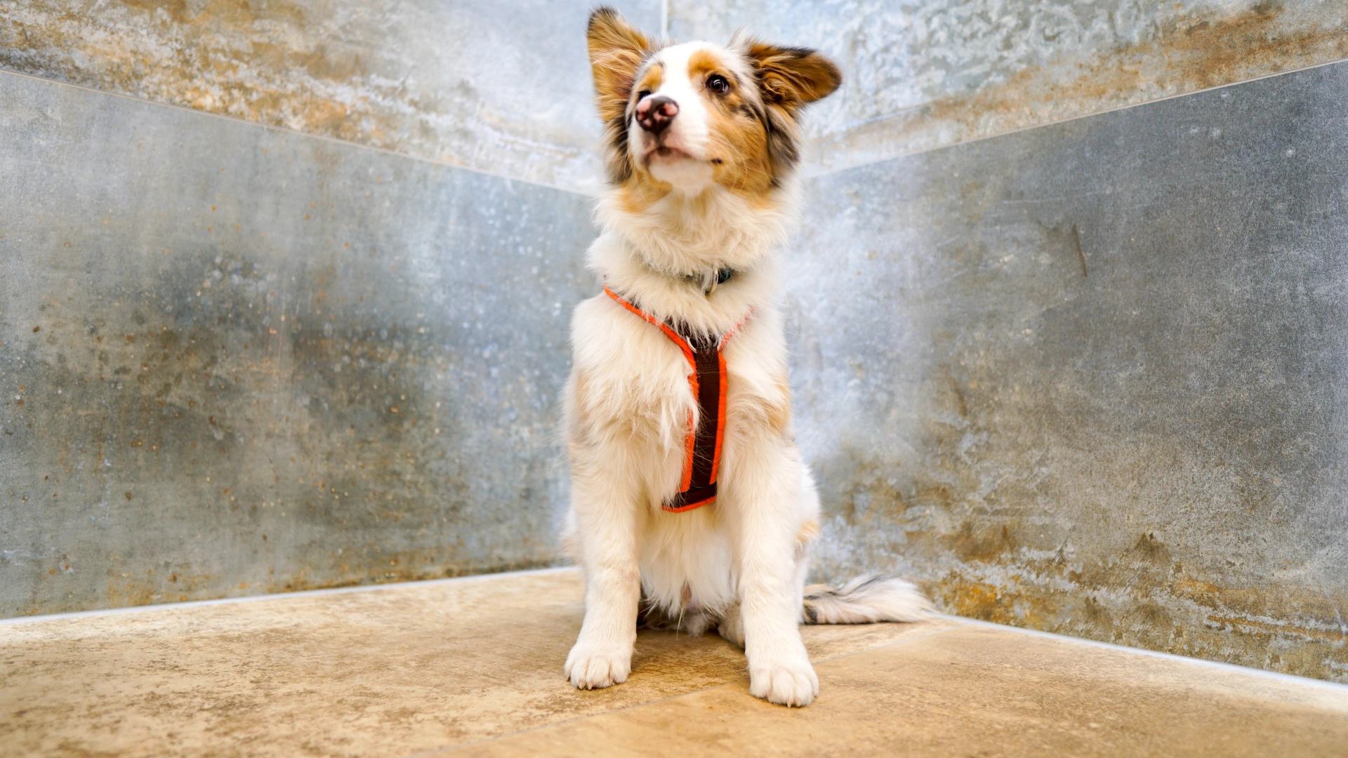 Natursteinoptik Hund