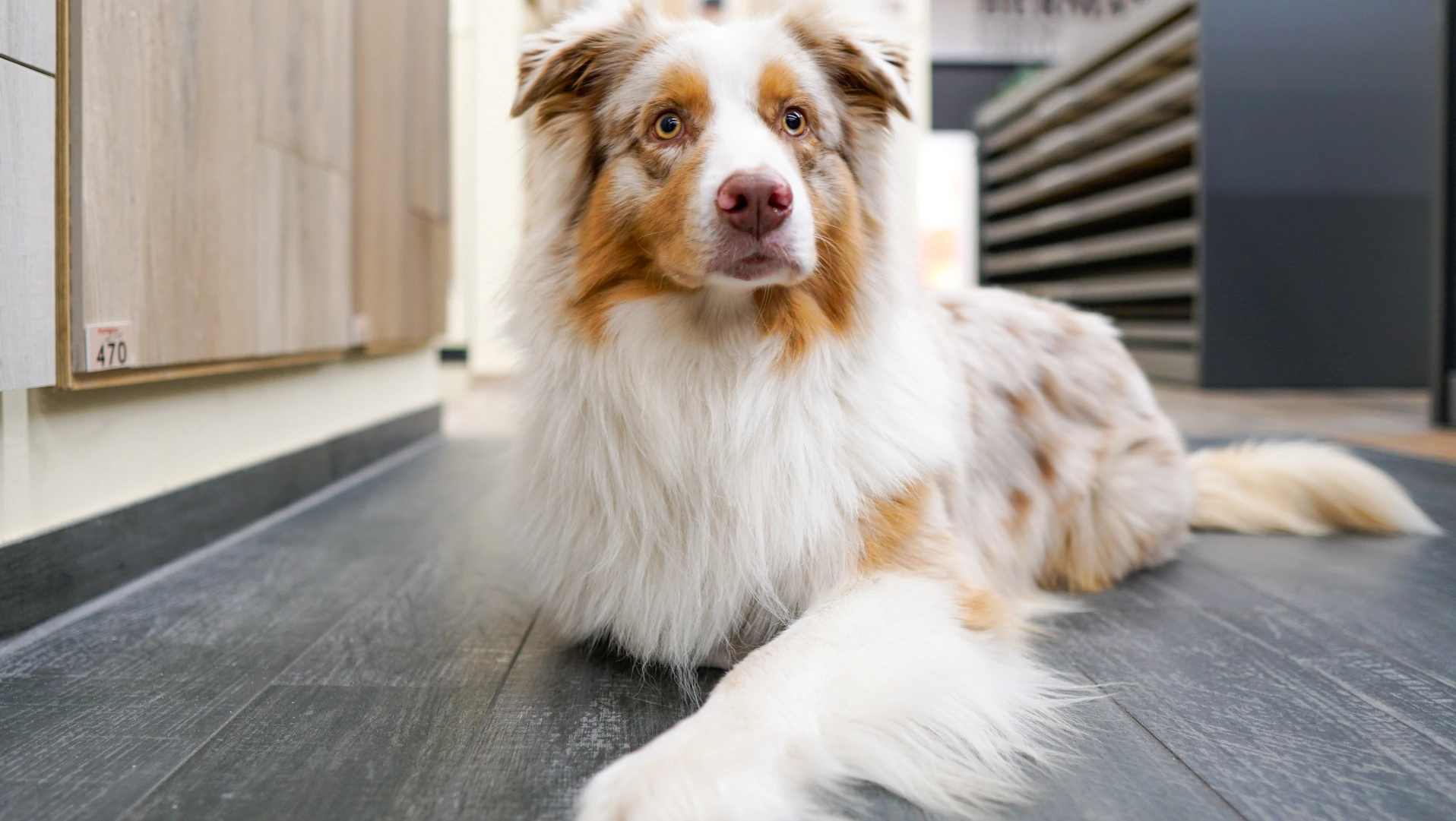 Hund Holzoptik